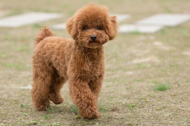 泰迪犬飼養 泰迪犬飼養