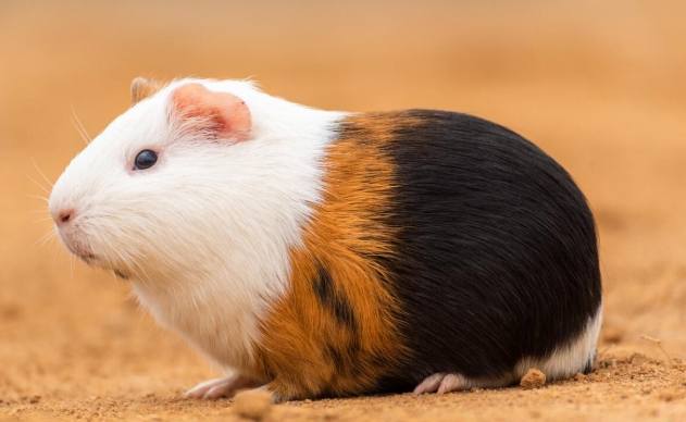 天竺鼠幼崽 天竺鼠幼崽