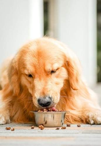 狗狗喝鹽水危害 狗狗喝鹽水危害