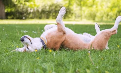 狗狗睡覺換位置原因 狗狗睡覺換位置原因