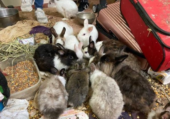 兔子天竺鼠混養 兔子天竺鼠混養