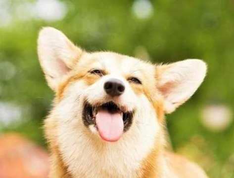 如何讓狗認主人 如何讓狗認主人