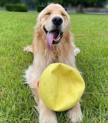 狗狗愛的表達 狗狗愛的表達