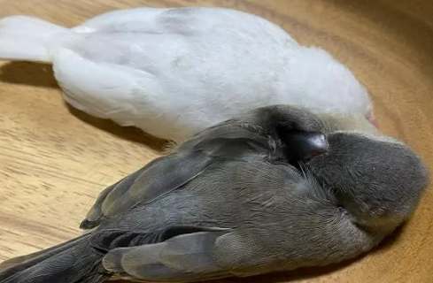 文鳥死前徵兆 文鳥死前徵兆