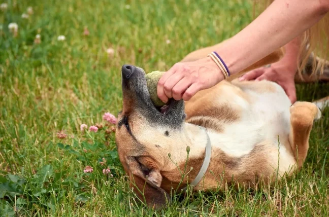 狗狗皮膚過敏原因
