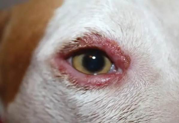 狗狗過敏眼睛腫