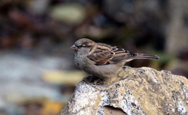 撿到鳥類處理 撿到鳥類處理