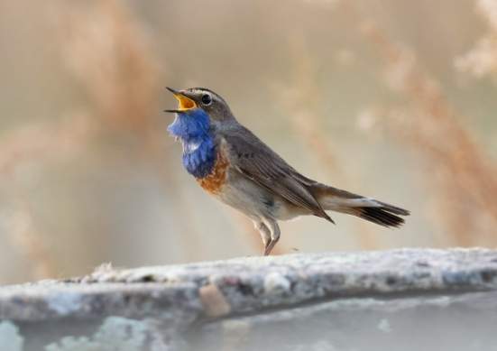 鳥類發情方法 鳥類發情方法