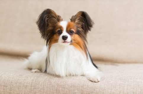 蝴蝶犬吉娃娃特徵 蝴蝶犬吉娃娃特徵