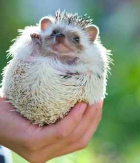 刺蝟觸摸技巧 刺蝟觸摸技巧