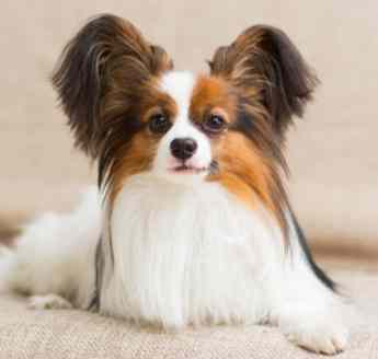 小型犬飼養 小型犬飼養