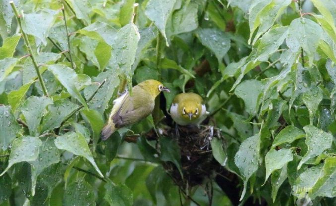 綠繡眼育雛