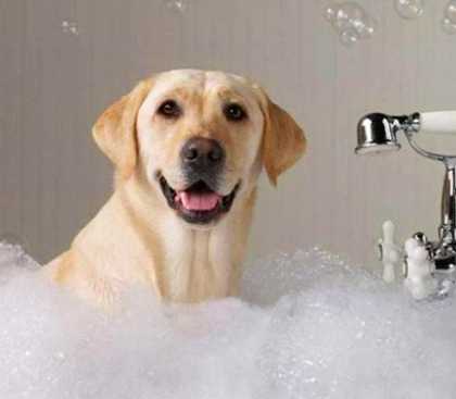 如何讓狗狗愛上洗澡 如何讓狗狗愛上洗澡