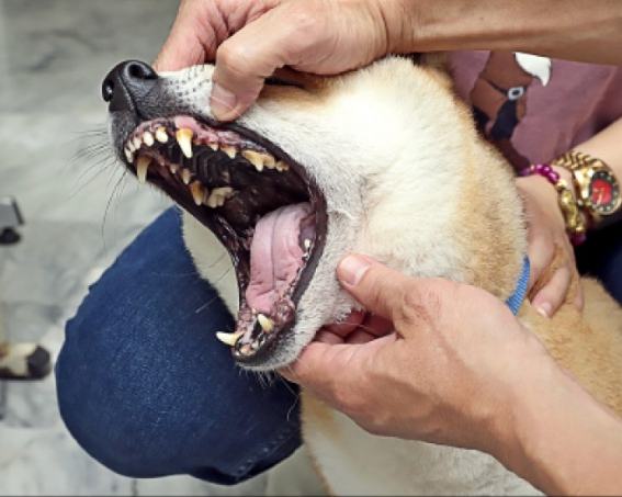 狗嘴巴紅腫原因