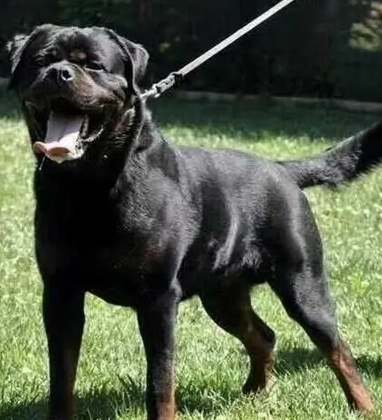 犬隻咬人法律責任 犬隻咬人法律責任