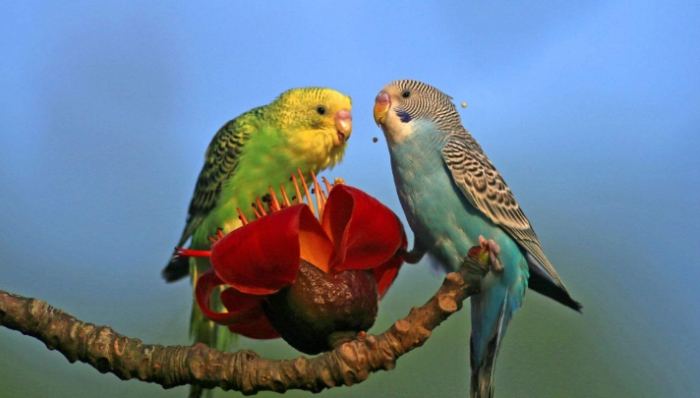 鸚鵡吃麵包蟲好處