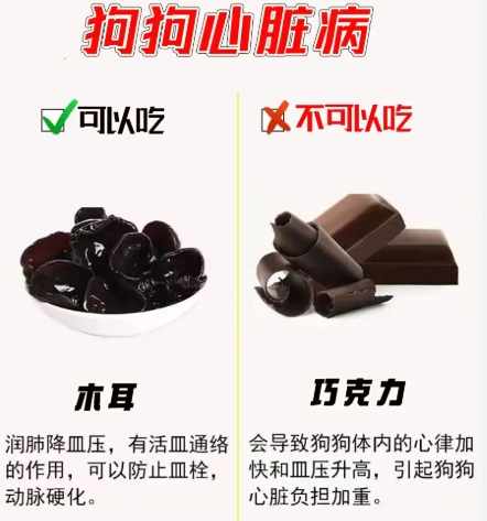 木耳對狗的好處