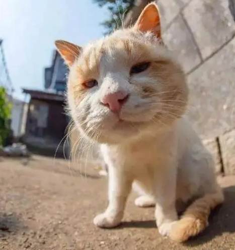 貓咪蜂叮症狀 貓咪蜂叮症狀