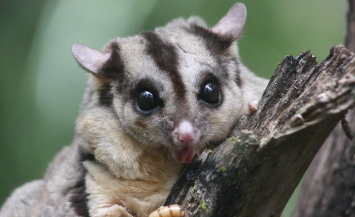 蜜袋鼯吃什麼