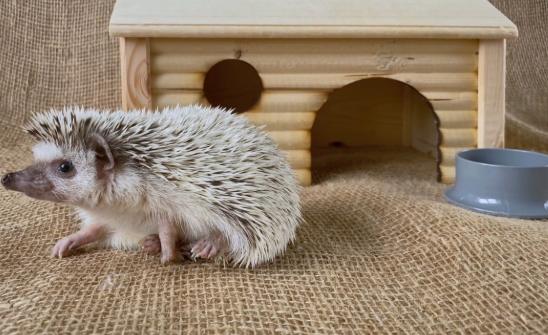 寵物刺蝟照護 寵物刺蝟照護