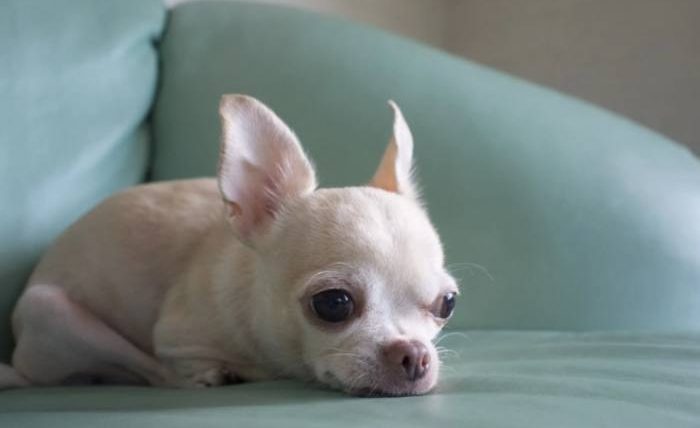 短毛小型犬品種