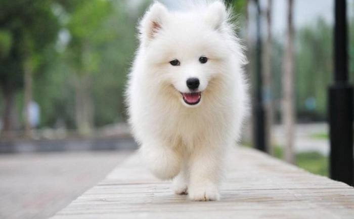 狗狗出門緊張怎麼辦？10個有效方法讓愛犬安心外出