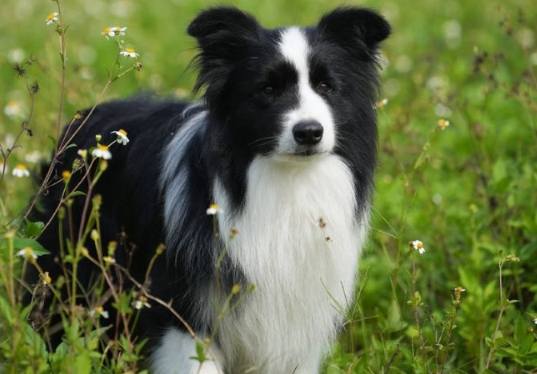 邊境牧羊犬行為矯正 邊境牧羊犬行為矯正