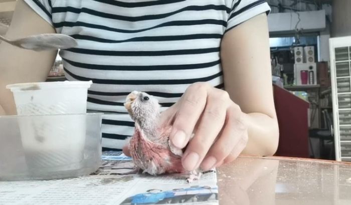 幼鳥可以喝牛奶嗎