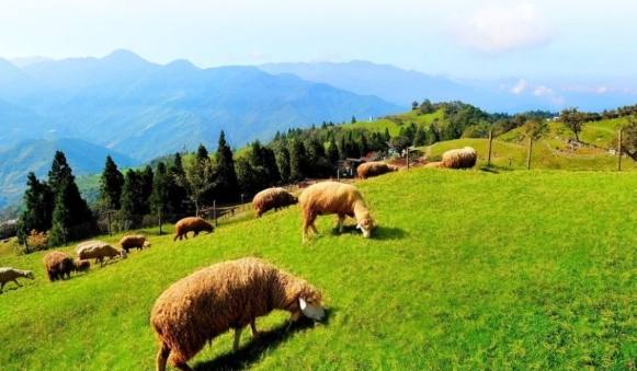 清境農場行程規劃