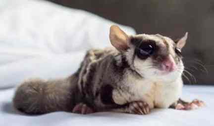 蜜袋鼯飲食 蜜袋鼯飲食