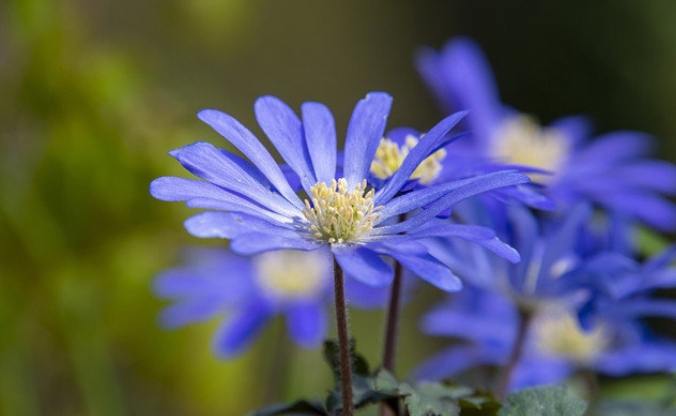藍色雛菊種植 藍色雛菊種植