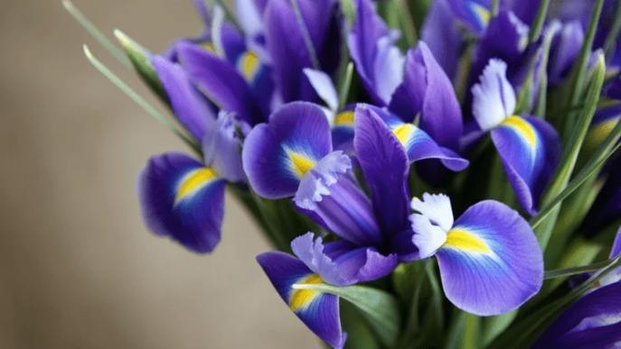 藍色鳶尾花象徵 藍色鳶尾花象徵
