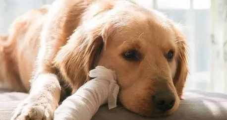 狗骨折飲食 狗骨折飲食