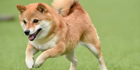 柴犬飼養 柴犬飼養