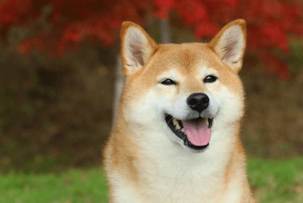 柴犬規矩 柴犬規矩