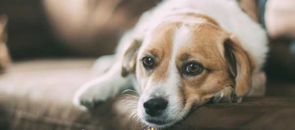 寵物健康咳嗽預防