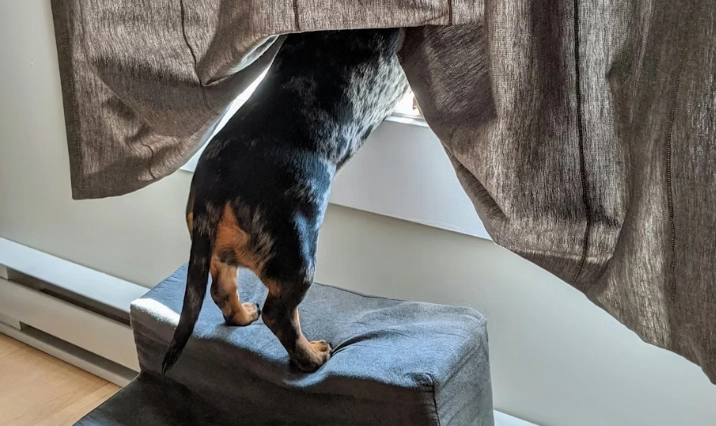 臘腸狗癱瘓治療