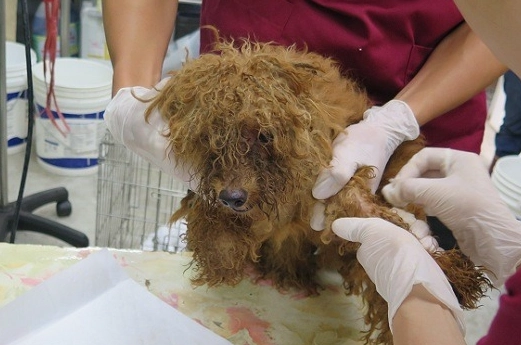 寵物安樂死服務