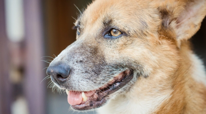 老年狗流口水原因