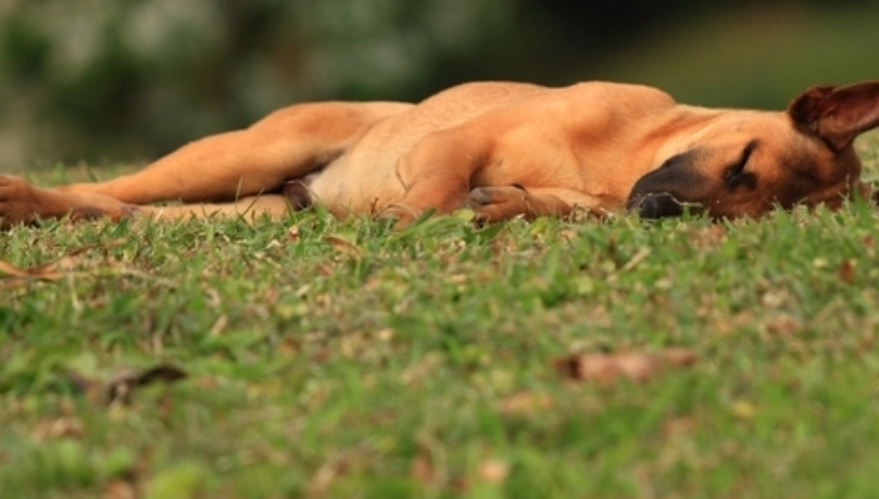 狗狗身上長痘痘