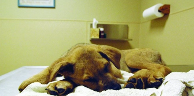 狗胰臟炎點滴照護