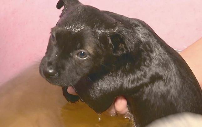 狗皮膚病藥推薦