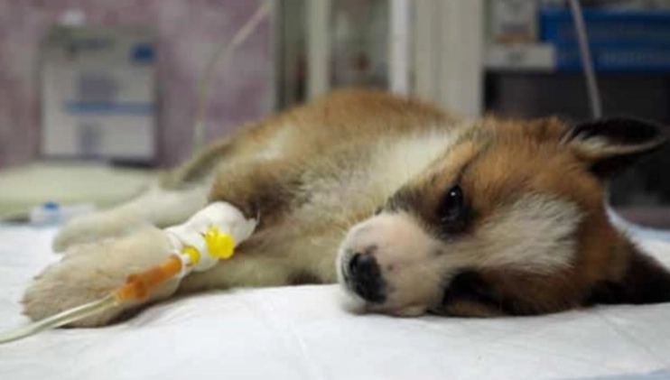 犬心絲蟲後遺症管理