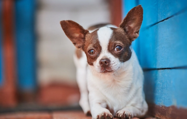 狗前庭神經炎症狀