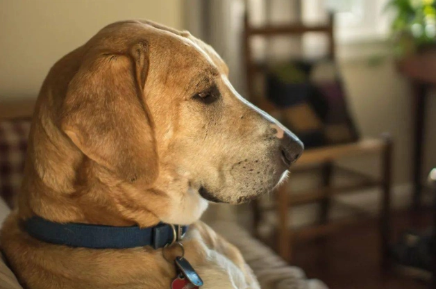 犬認知功能障礙