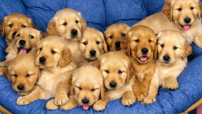 寵物心絲蟲藥過量