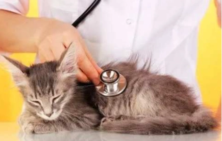 貓癲癇用藥價格