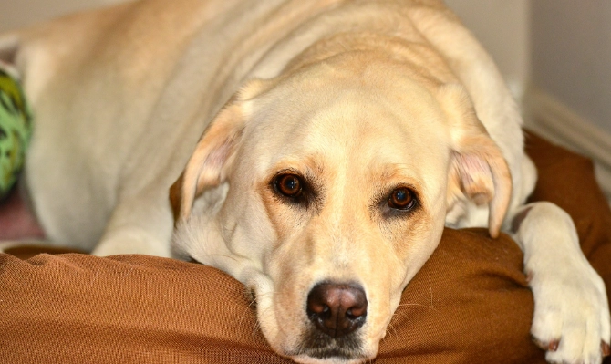 寵物行為異常 寵物行為異常