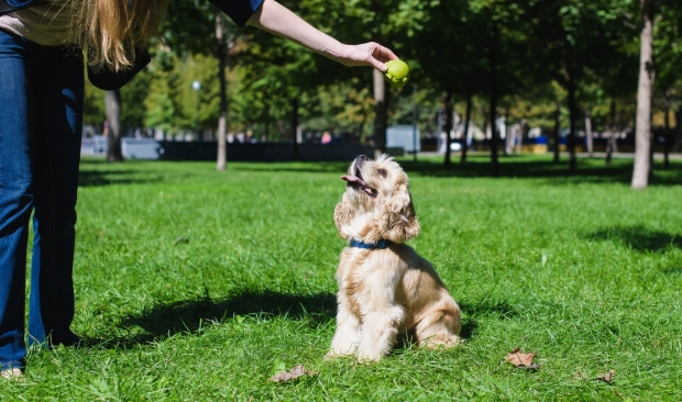 狗狗行為心理 狗狗行為心理