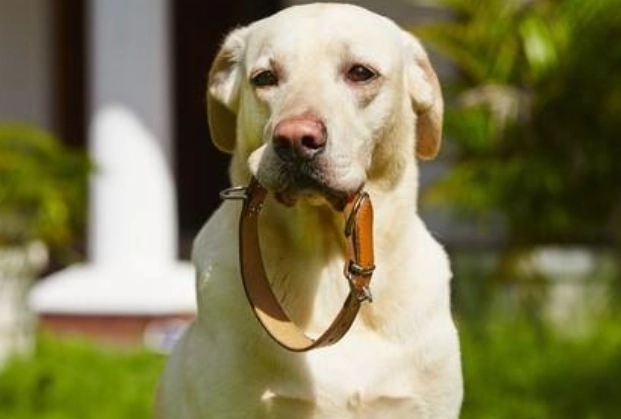 狗狗想法 狗狗想法